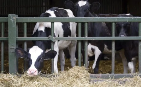 Cow Health Crisis in Denmark Linked to Methane-Reducing Feed Additive