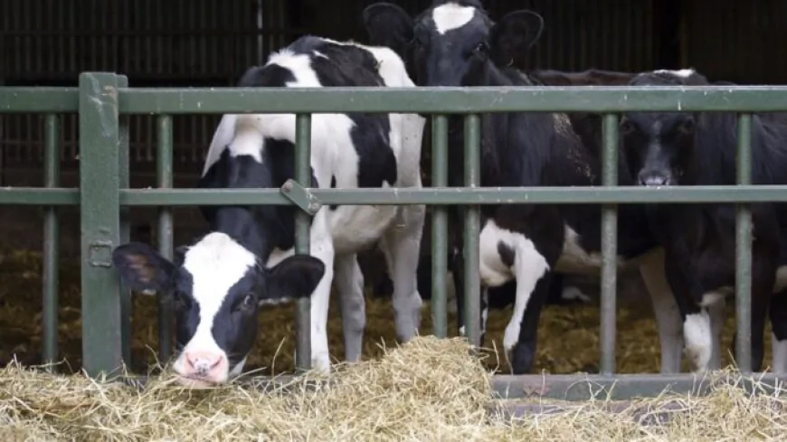 Cow Health Crisis in Denmark Linked to Methane-Reducing Feed Additive