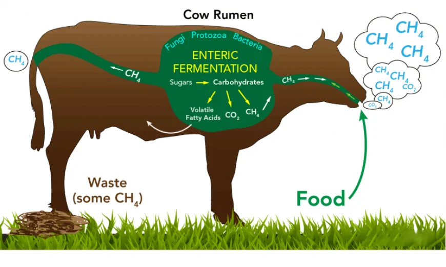 Cow Health Crisis in Denmark Linked to Methane-Reducing Feed Additive